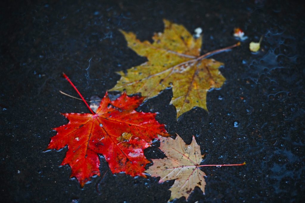 погода в ноябре