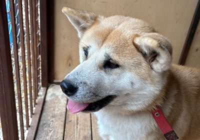 Оренбург Медиа — новости Оренбурга и области