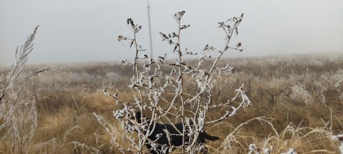 погода в Оренбурге