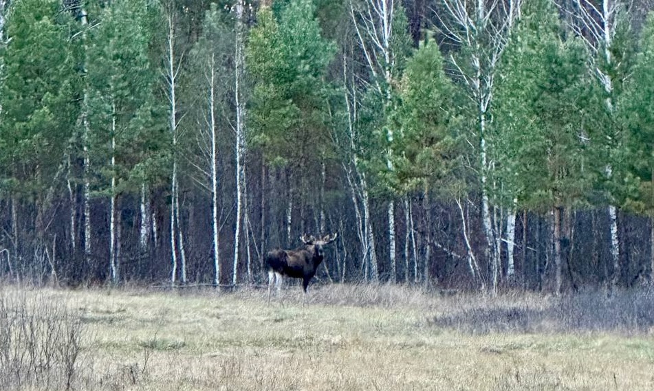 бузулукский бор