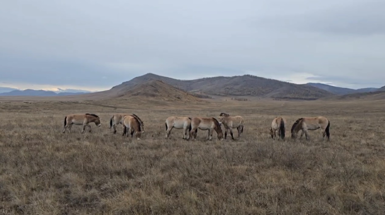 Лошади Пржевальского