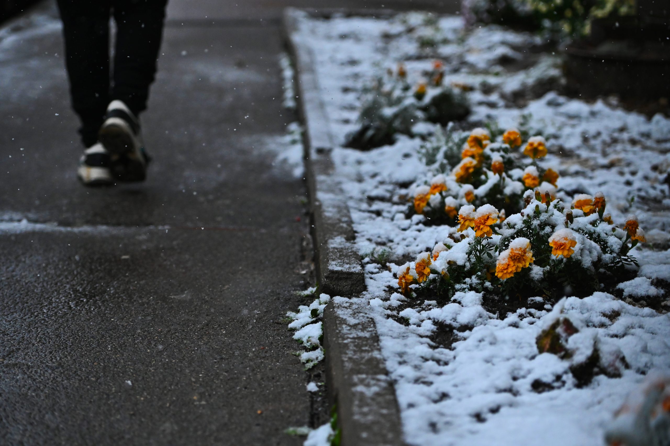 погода декабрь прогноз
