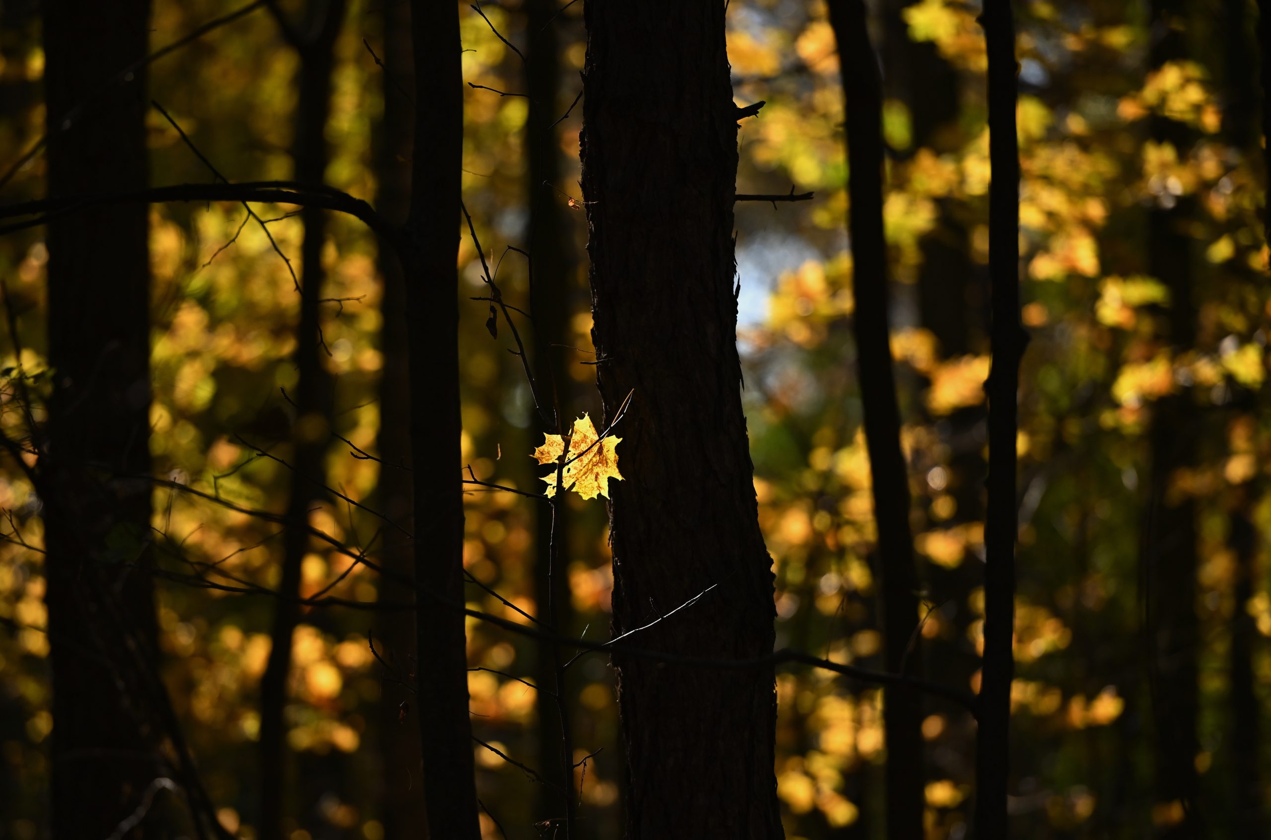 температура рекорд