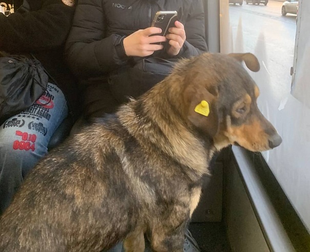 пушистый пассажир