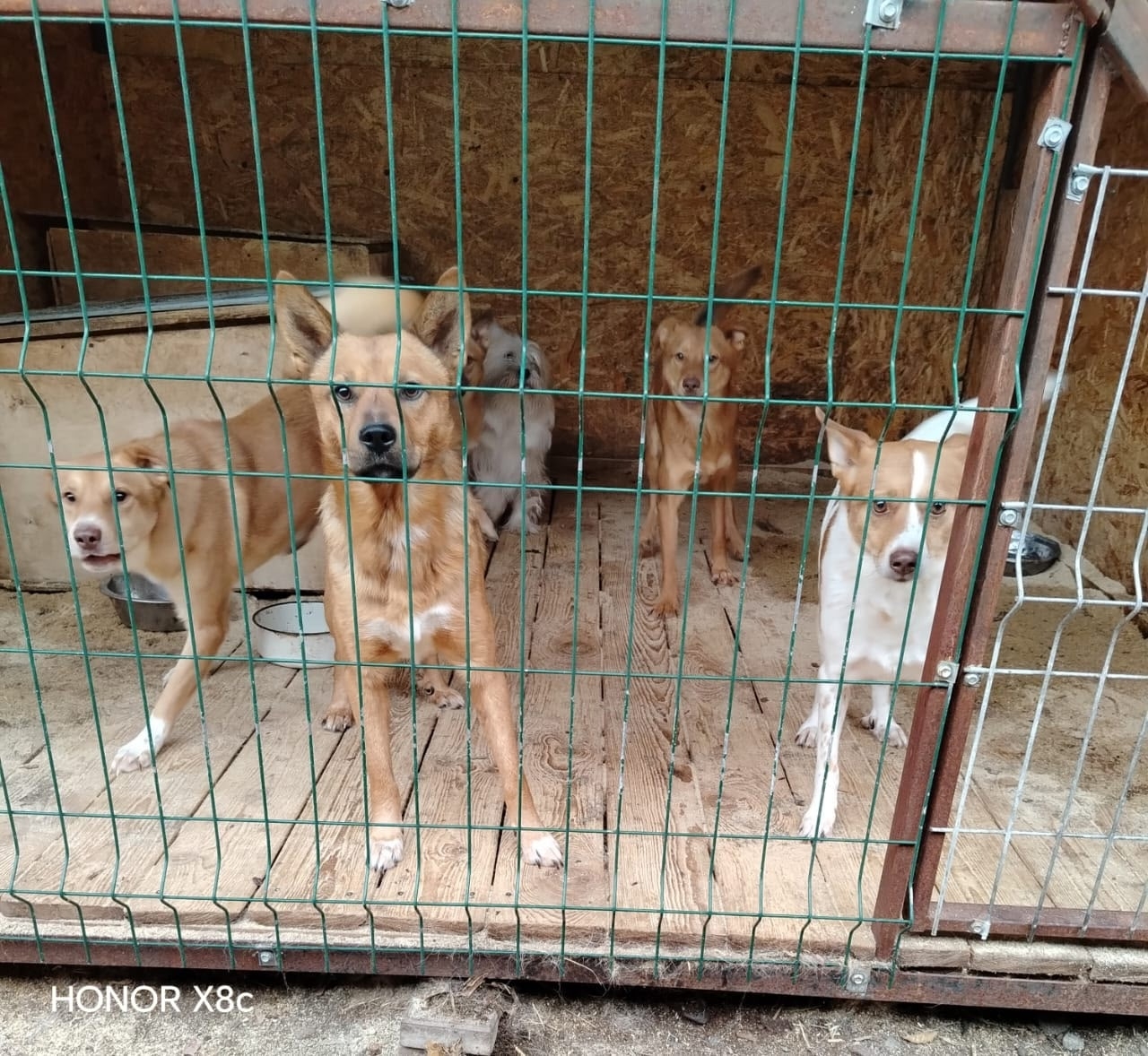 приют "Я - Живой!"