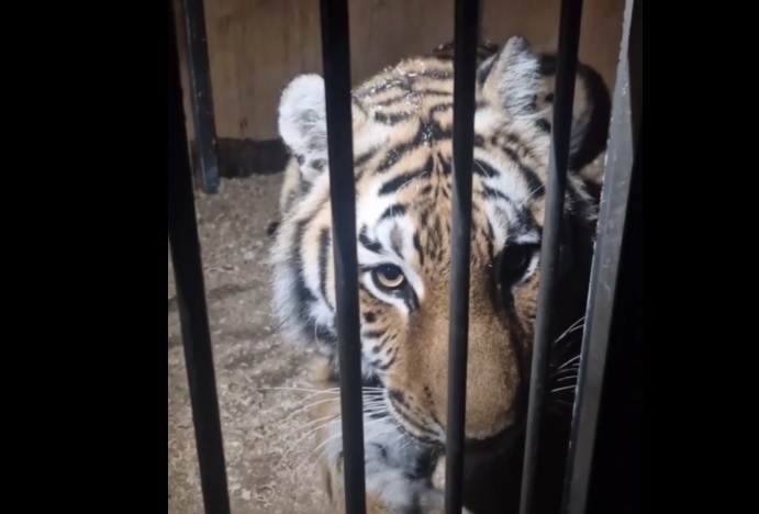 тигрица Шакира