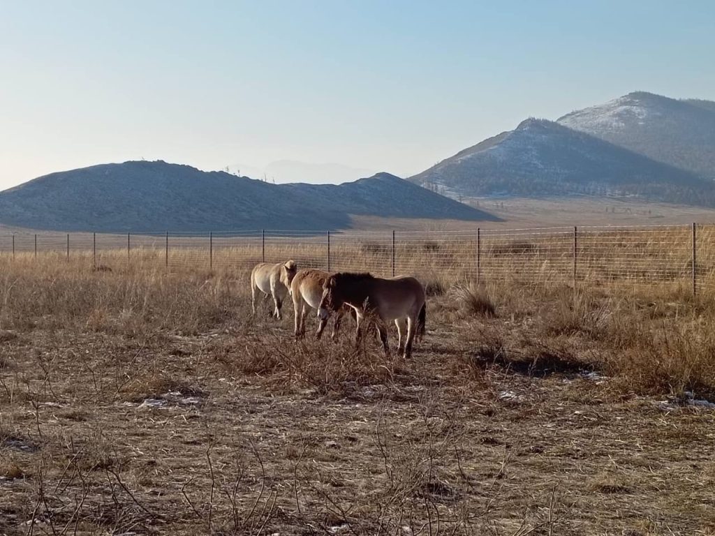 лошади пржевальского