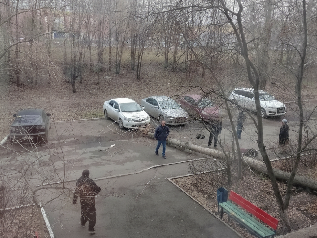 упало дерево девушка