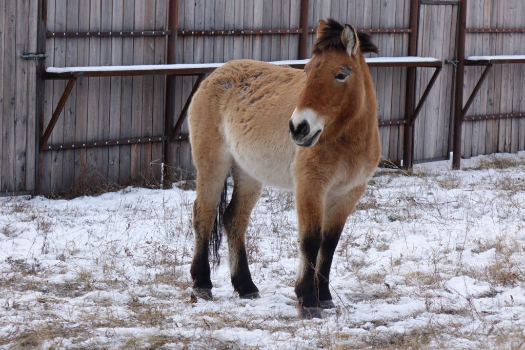 Лошади Пржевальского