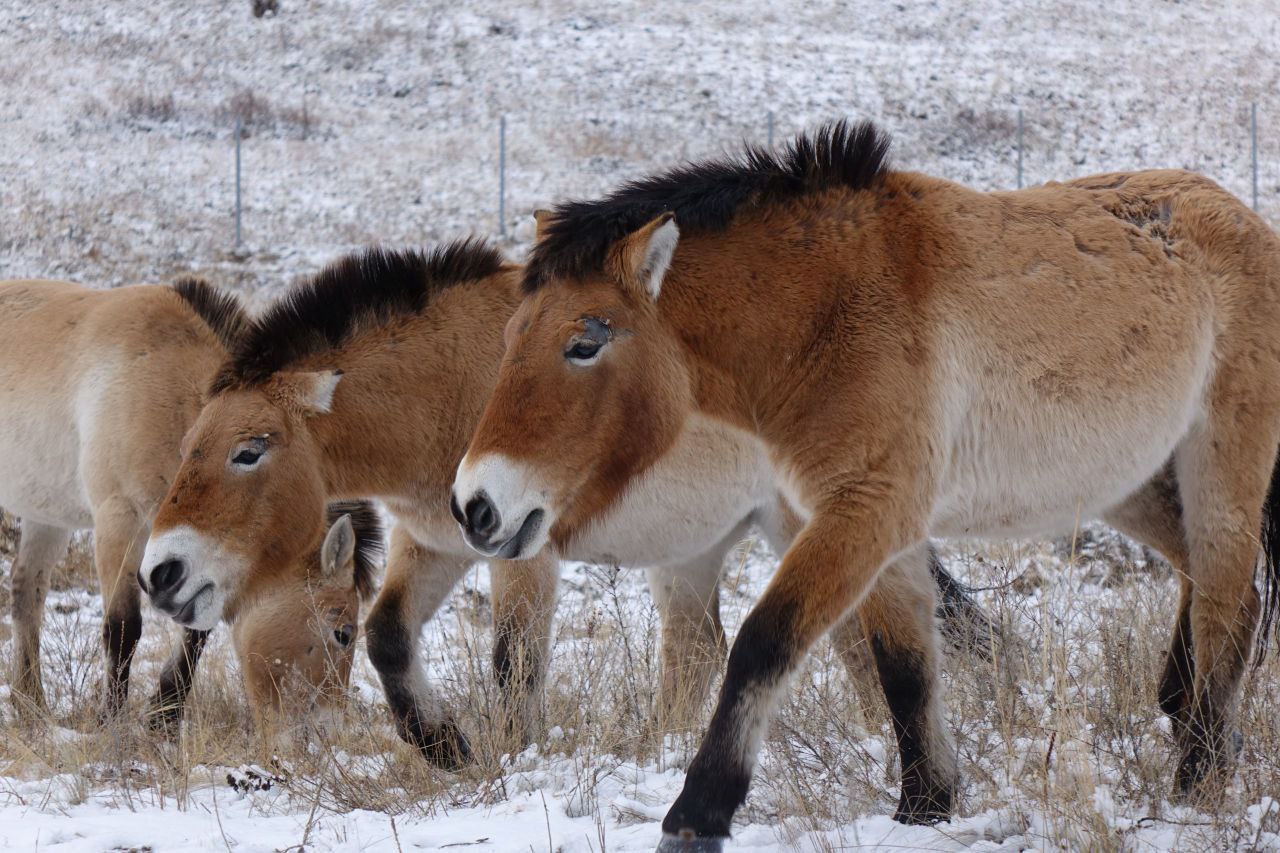 Лошади Пржевальского