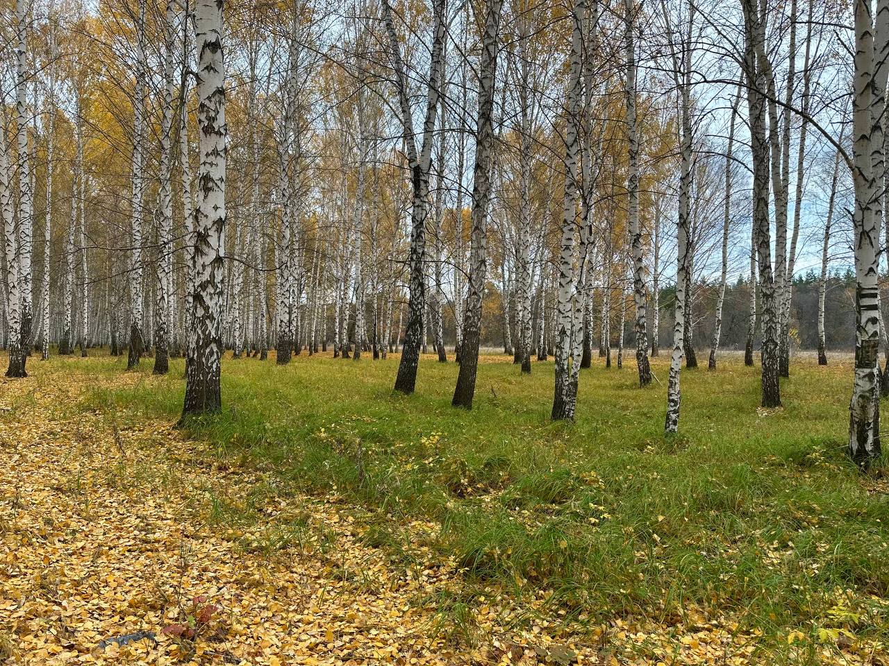 Бузулукский бор