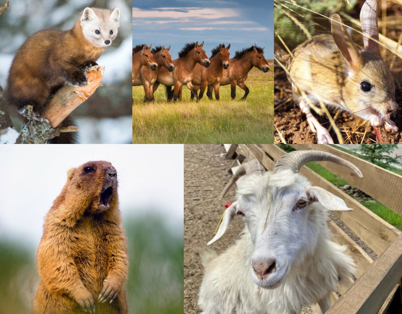 амбассадор Оренбургской области