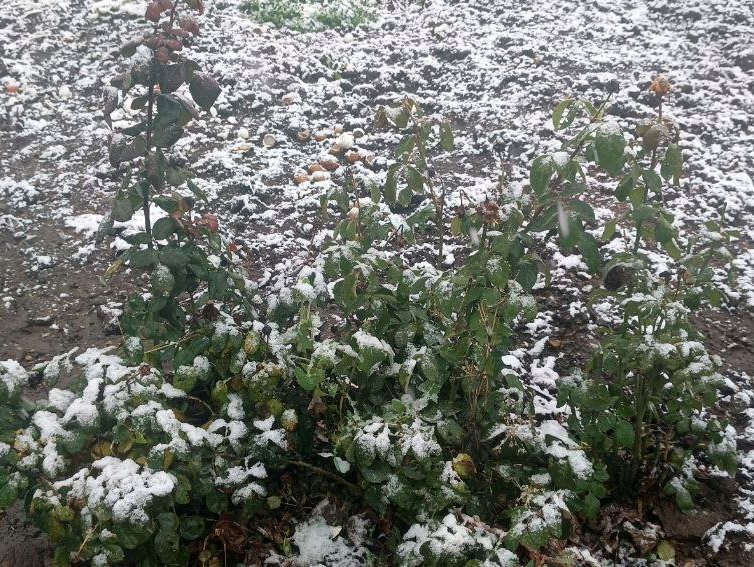 первый снег