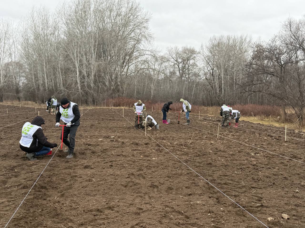 под Оренбургом высадили ясени
