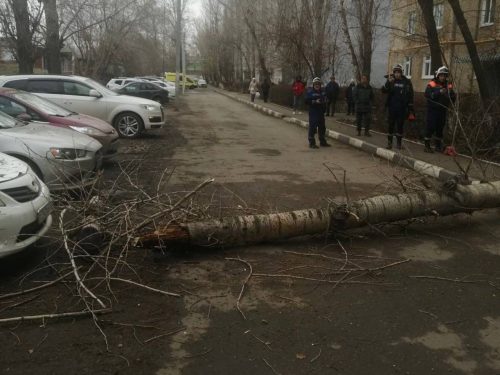 упало дерево