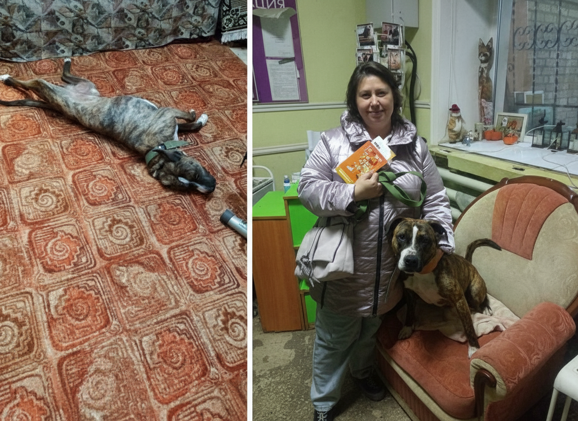 Филимоша Арни