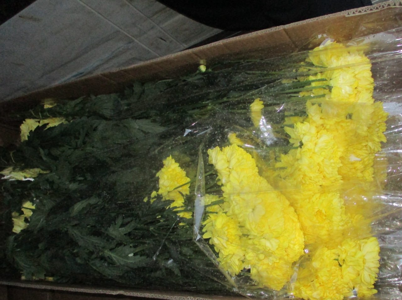 хризантемы