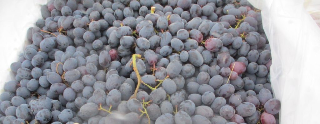 виноград