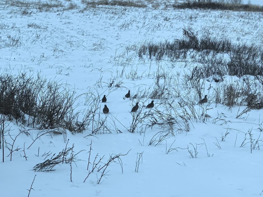переменчивая погода