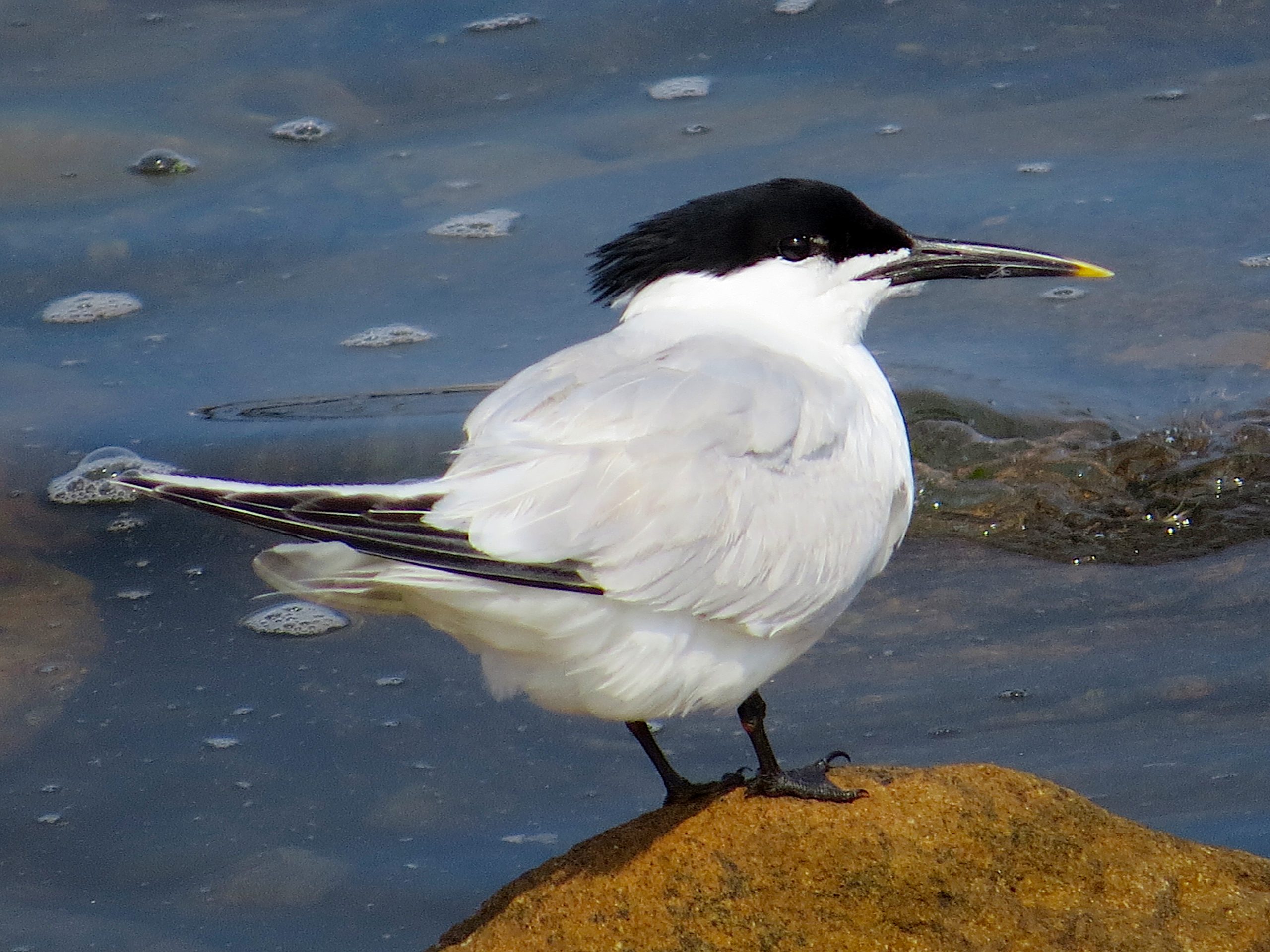 чайконосая крачка