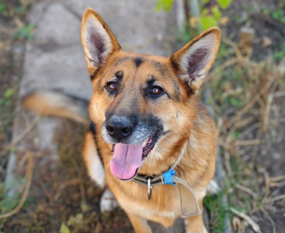 овчарка Филимоша