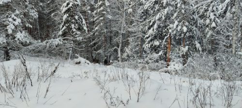 бузулукский бор