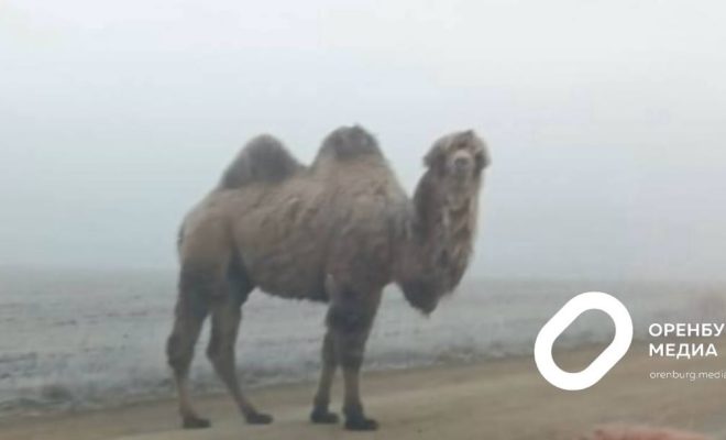 Оренбург Медиа — новости Оренбурга и области