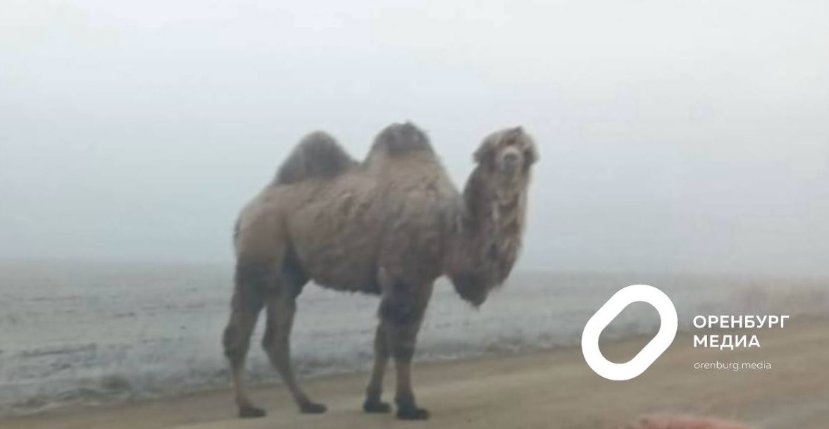 верблюды оренбург 111