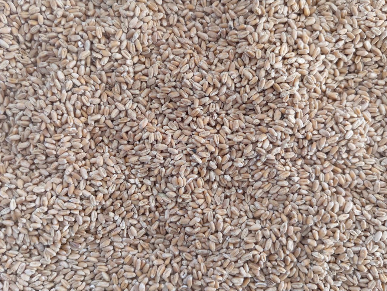 Россельхознадзор