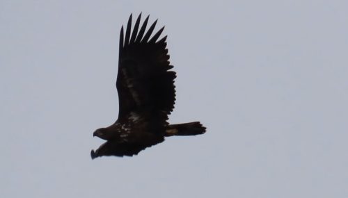 императорский орел