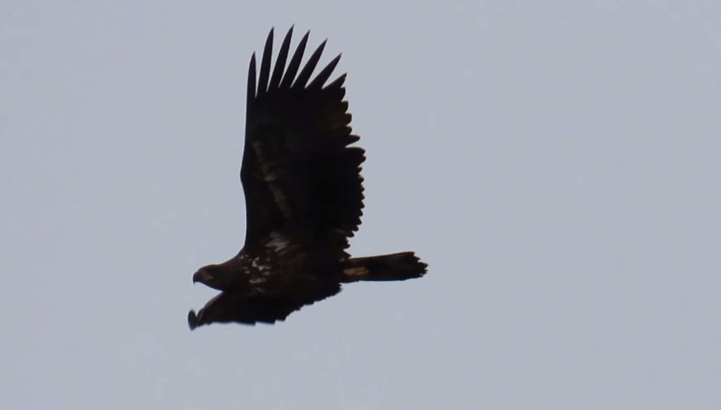 императорский орел