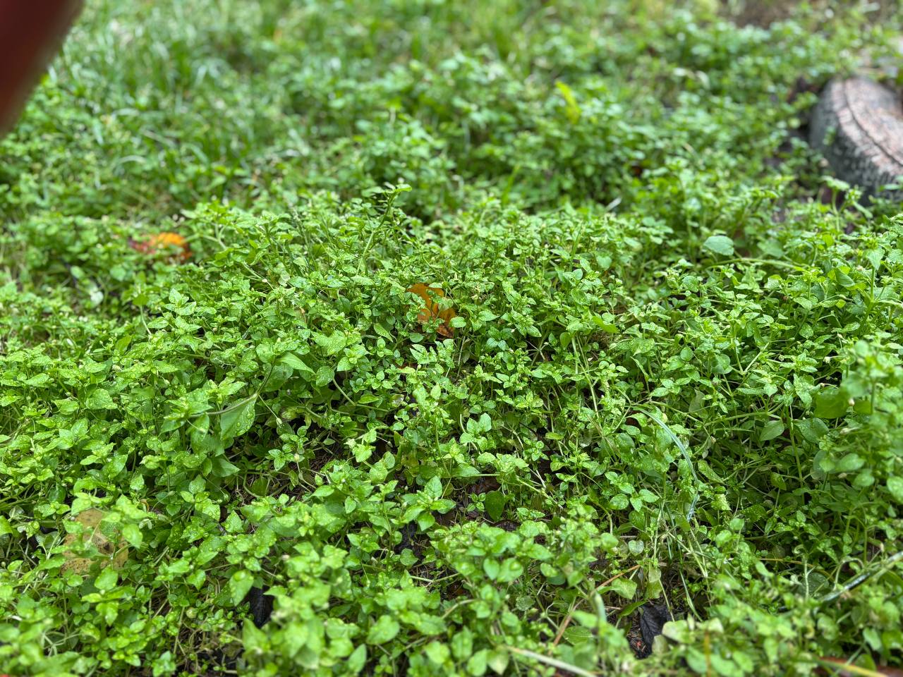 трава почки распустились