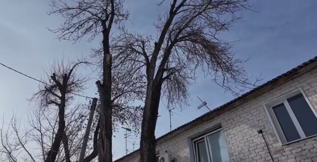 опасные деревья