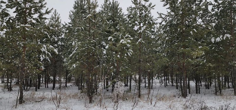 оренбург высадка лесов 2