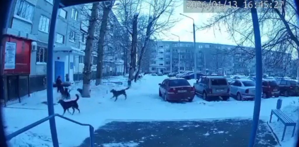 нападения бродячих собак