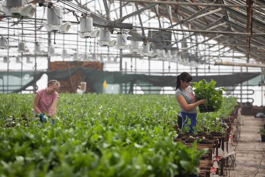 Атэна тюльпаны