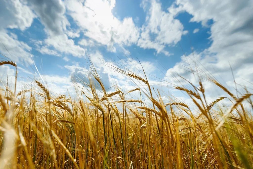 весенние полевые работы