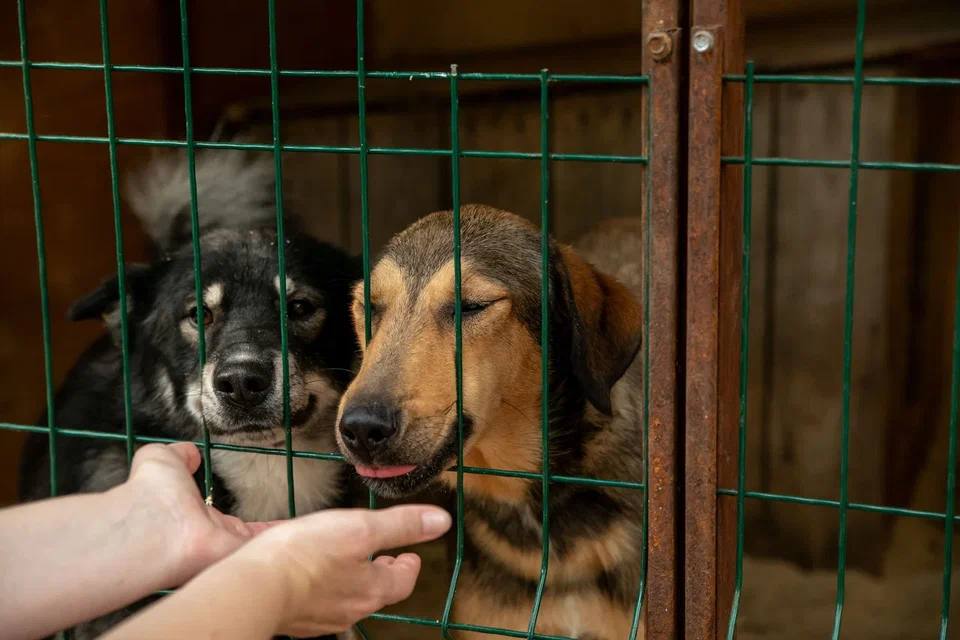 Приюту «Филимоша» отключили электричество из-за долга