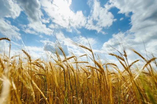 весенние полевые работы