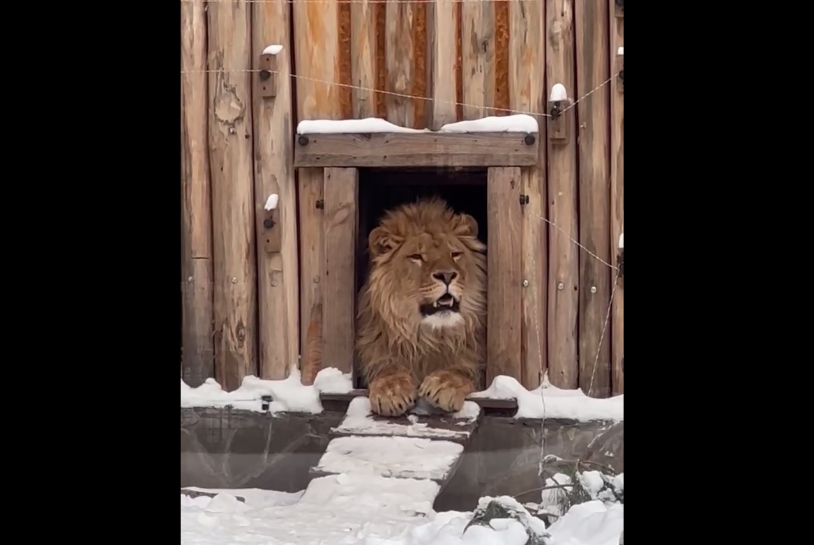 Цезарь