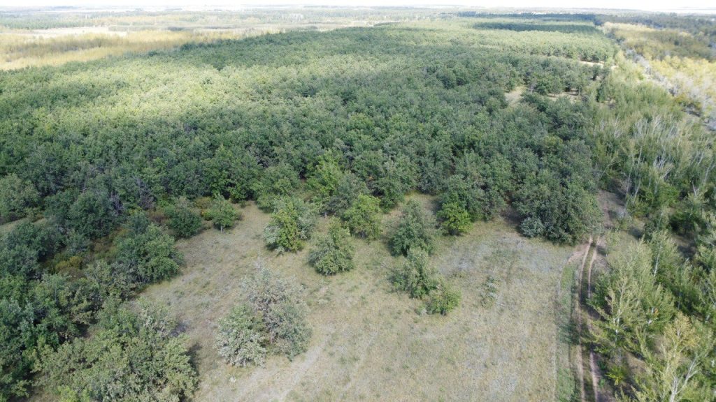 лесные пожары