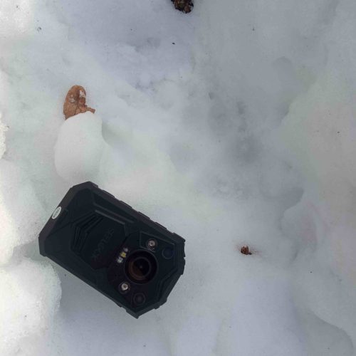 волк бузулукский бор