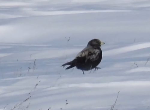 черный жаворонок