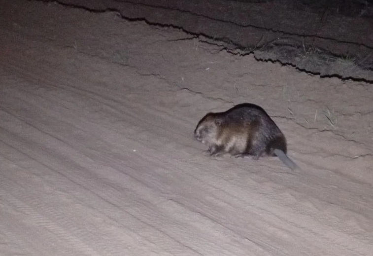 бобриные выпускные