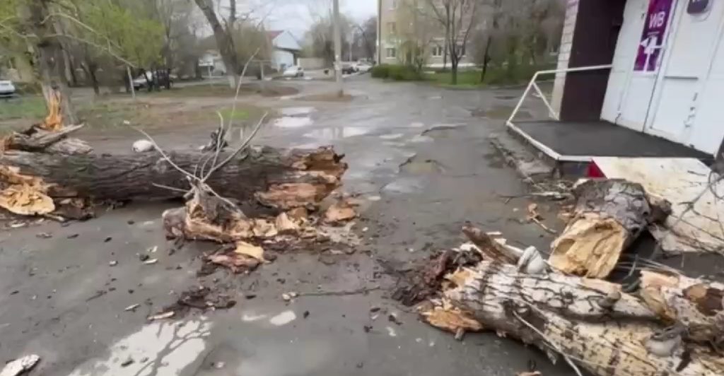 упавшее дерево