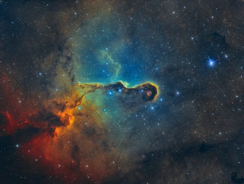 хобот слона