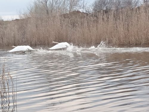 белый лебедь на пруду