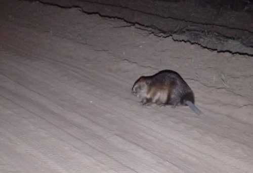 бобриные выпускные