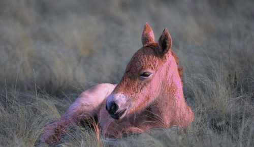 розовый жеребенок