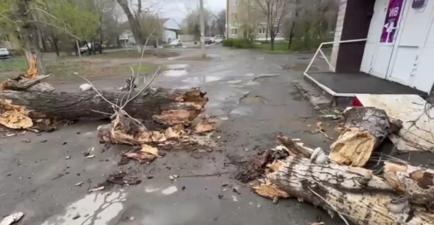 упавшее дерево